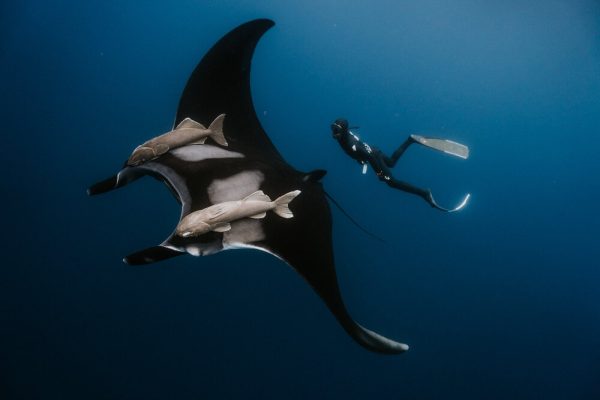 Up and close with an oceanic Manta in the Azores.