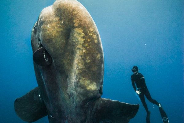 Freediving with giant Sunfish in Azores.