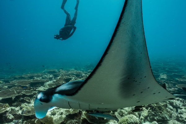 Freediving with Oceanic Mantas in the Maldives.