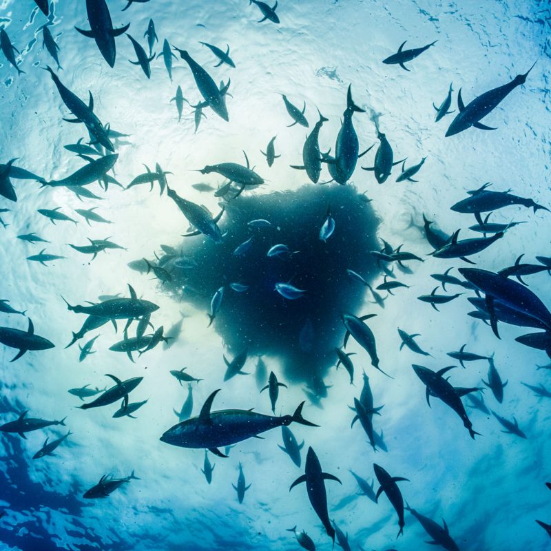 Ochoa Azores Baitball