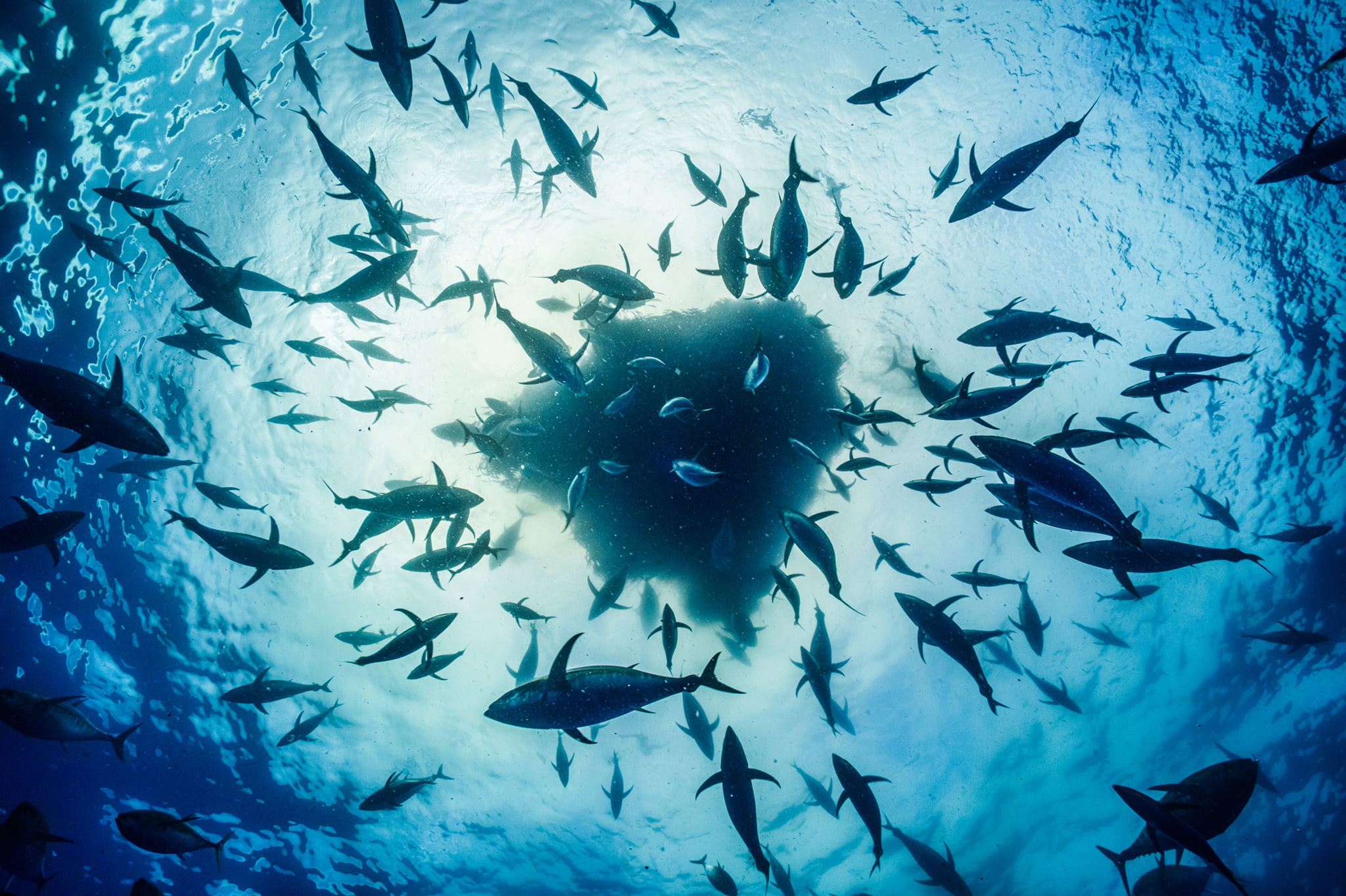 Ochoa Azores Baitball