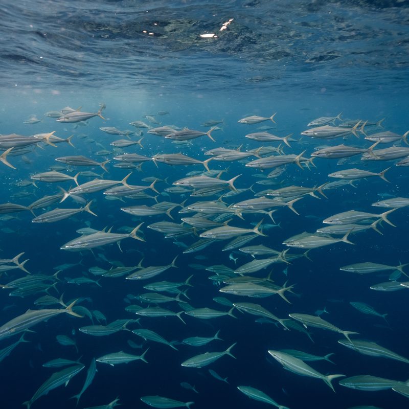 Big school of Rainbow runners.