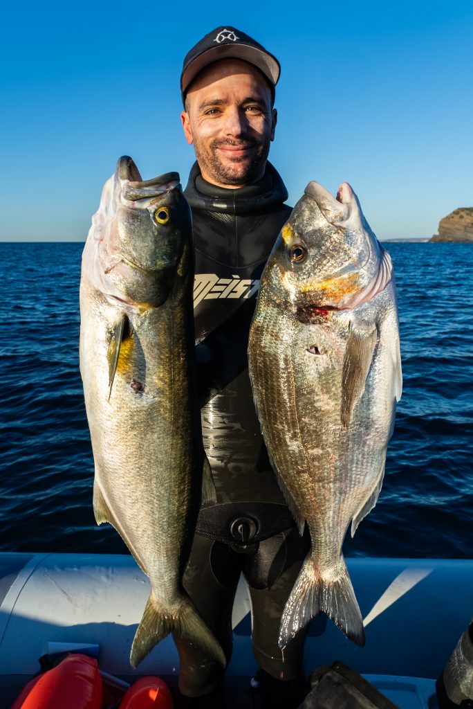 Gilthead and Bluefish in shallow waters. Portugal, 2024.